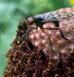 Empis clausa thumbnail 3
