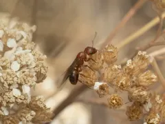 Curious Mound Ant thumbnail 2