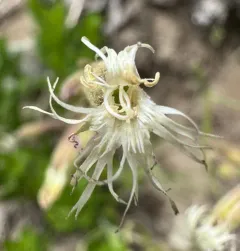 Oregon Campion thumbnail 2