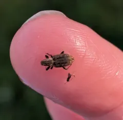 Clover root weevil thumbnail 4