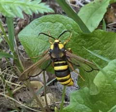 Hornet Moth thumbnail 4