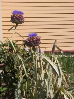 Artichoke Thistle thumbnail 2