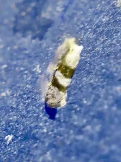 Bronze-banded Corticivora Moth thumbnail 3