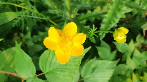 Chinese globeflower