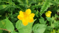 Chinese globeflower thumbnail 1