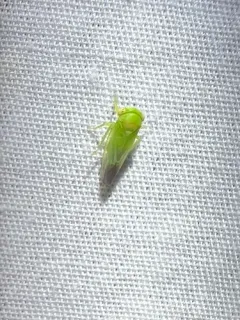 Populicerus gillettei thumbnail 4