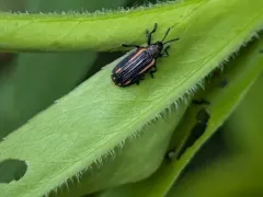 Microrhopala xerene thumbnail 2