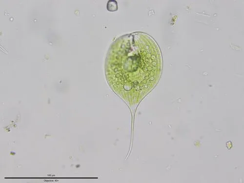 Phacus longicauda