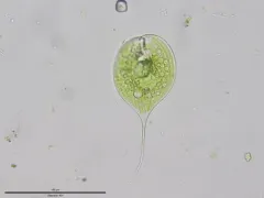 Phacus longicauda thumbnail 1