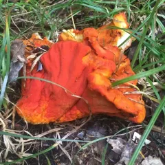 lobster mushroom thumbnail 5