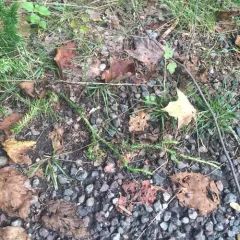 interrupted clubmoss thumbnail 2