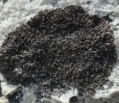 Stygian Black-parmelia thumbnail 2