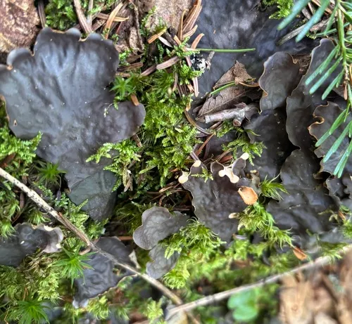 carpet pelt lichen