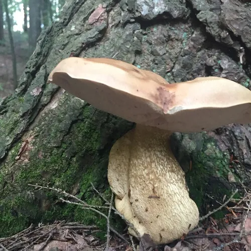 Bitter Bolete