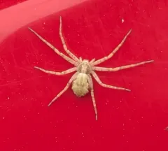 Turf Running Spider thumbnail 4