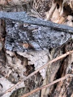 Grand Xestia Moth thumbnail 4