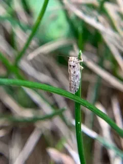 Painted Leafhopper thumbnail 1