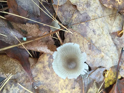 Mycena murina