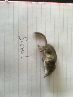 American Pygmy Shrew thumbnail 2