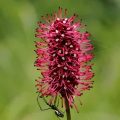 Menzies' Burnet thumbnail 3