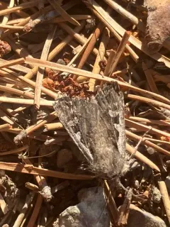 Euxoa idahoensis thumbnail 4