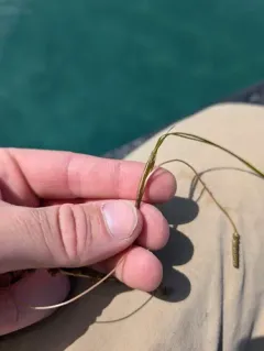 Sheathed Pondweed thumbnail 3