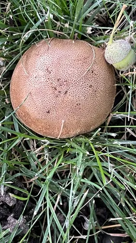 Scaly Earthball