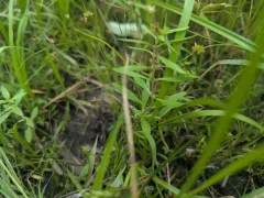 Toothcup thumbnail 1