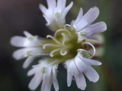 Gray's Catchfly