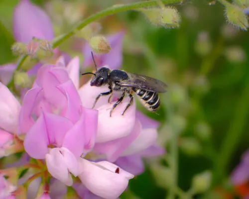 Megachile angelarum