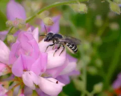Megachile angelarum thumbnail 1