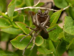 Orodrassus coloradensis thumbnail 2