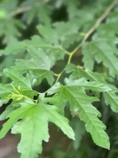 Korean mulberry thumbnail 4