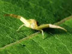 northeastern flower crab spider thumbnail 4