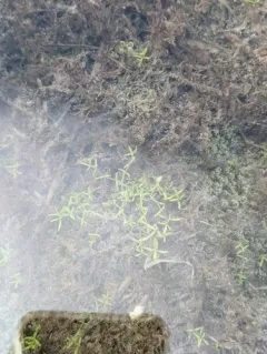 Autumnal Water-starwort thumbnail 3