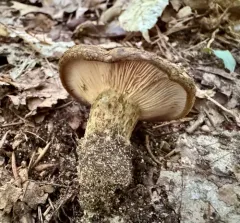 dark-spotted milkcap thumbnail 3