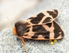 Bruce's tiger moth thumbnail 2