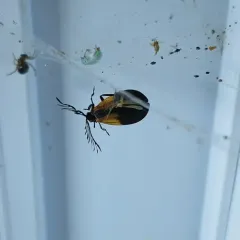 Terminal Net-winged Beetle thumbnail 1