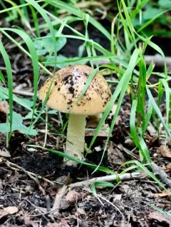 Poplar-loving Ringless Amanita thumbnail 3