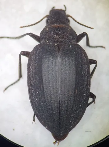 Amphizoa lecontei