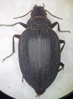 Amphizoa lecontei thumbnail 1