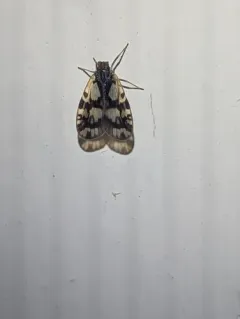 Bothriocera cognita thumbnail 4