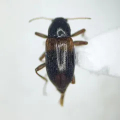 Narpus concolor thumbnail 2
