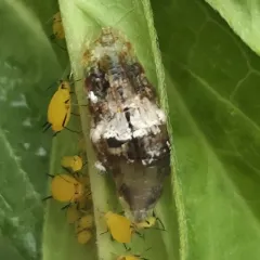 Dusky-winged Hover Fly thumbnail 4