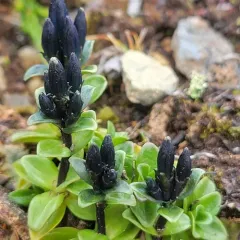 Glaucous Gentian thumbnail 4