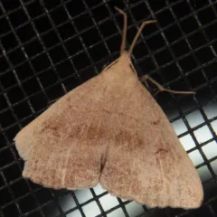 Pale Phalaenostola Moth thumbnail 4