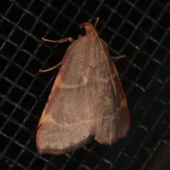 Pink-fringed Dolichomia Moth thumbnail 4