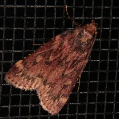 Grease Moth thumbnail 4