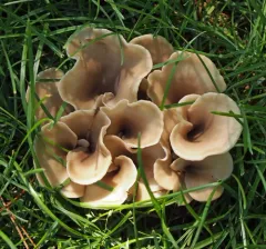 Shoehorn Oyster thumbnail 3