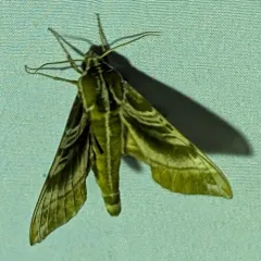Hydrangea Sphinx thumbnail 4